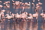 colonyof lesser flamingos